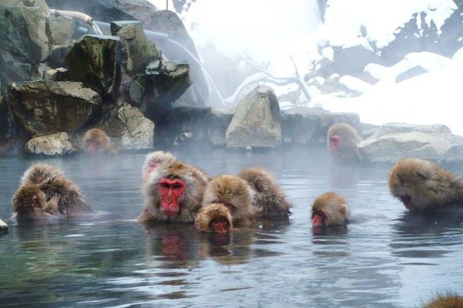 Snow Monkeys in the ‘Jigokudani Yaen-koen’ Park and Obuse Town