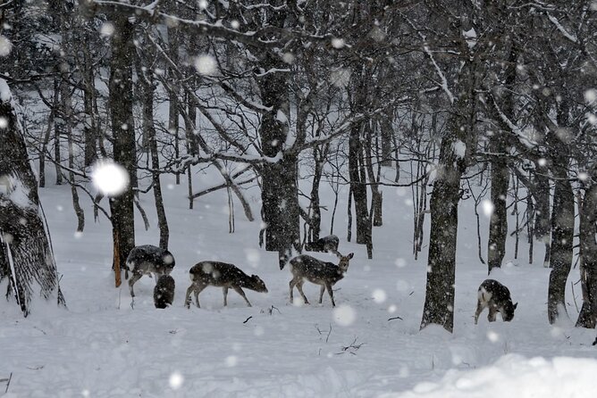 Snowshoeing in the Virgin Forest