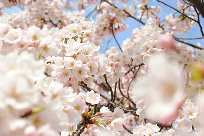 (Spring Only) 1-Day Snow Monkeys & Cherry Blossoms in Nagano Tour - Tour Overview