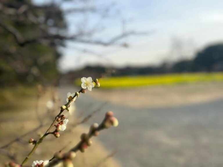 Tokyo : Japanese Garden Guided Walking Tour in Hama Rikyu