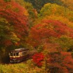 Watarase Keikoku Railway, Takatsudo Gorge,Illumination at Ashikaga Flower Park Tour Highlights