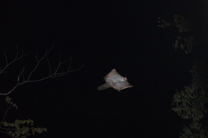 Wild Japanese Flying Squirrel Watching Tour in Nagano