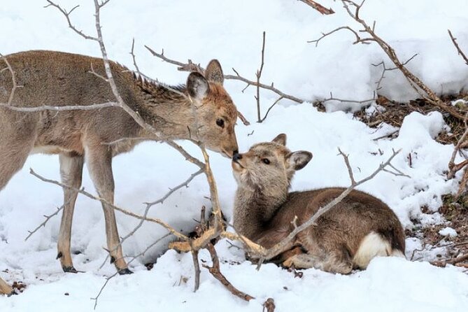 Winter Animal Watching Tour With Cross-Country Skiing