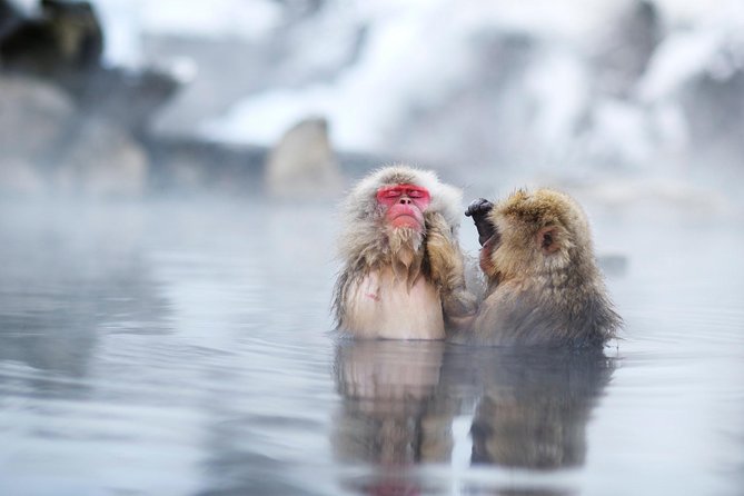 3-Day Private Tokyo and Nagano: Snow Monkeys, Tsukiji Market and Bullet Train - Snow Monkey Encounter