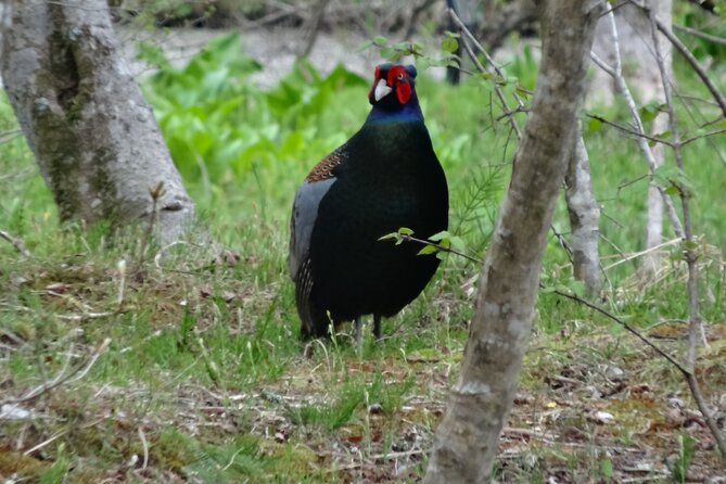 Easygoing Nature Walk in Hakone Tour - Expert Guide