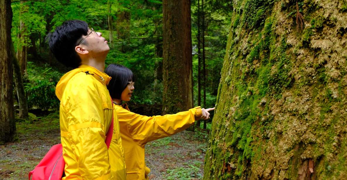 Fm Odawara: Forest Bathing and Onsen With Healing Power - Details of the Fm Odawara Tour