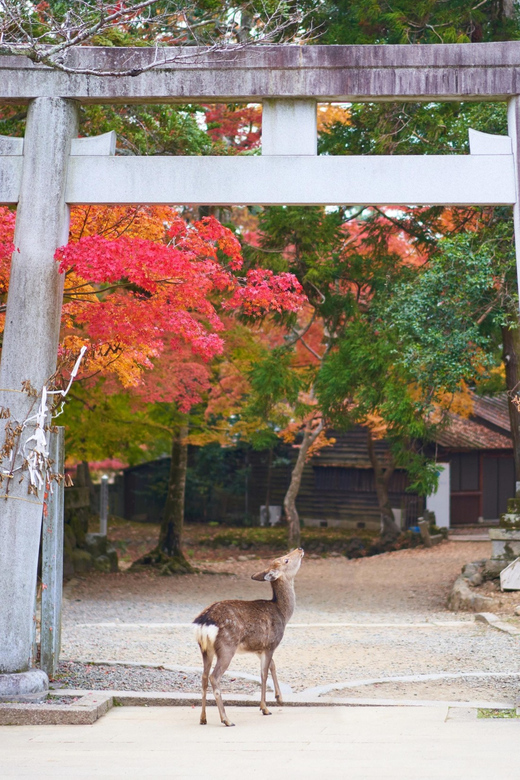 From Kyoto or Osaka: Private Walking Tour Through Nara - Tour Experience