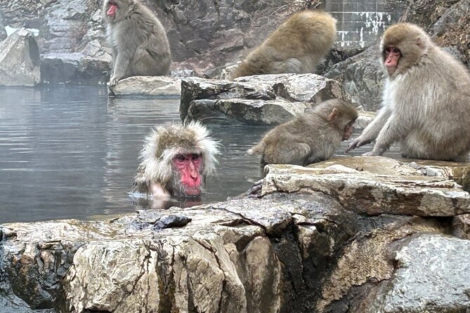 Full Day Snow Monkey Tour To-And-From Tokyo, up to 12 Guests - Tour Duration and Inclusions