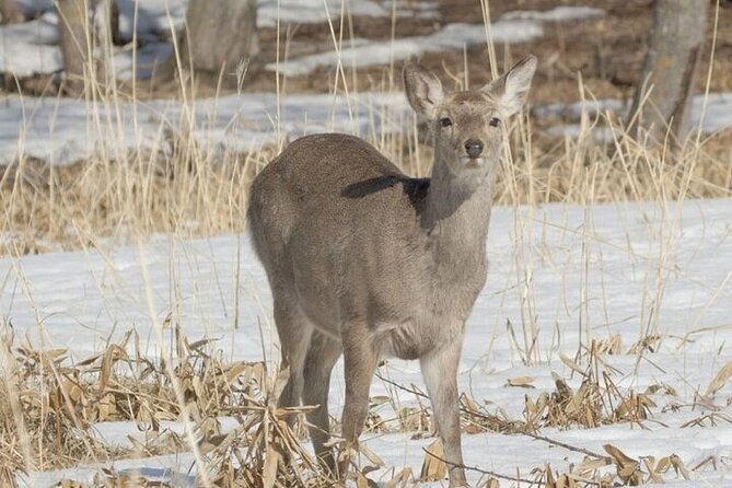 Furepe Waterfall Snowshoe and Wildlife Watching Activity - Meeting Options and Locations