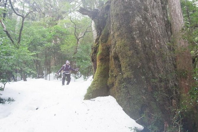 Granite Obelisk in Yakushima Full-Day Trekking Tour - Booking Process