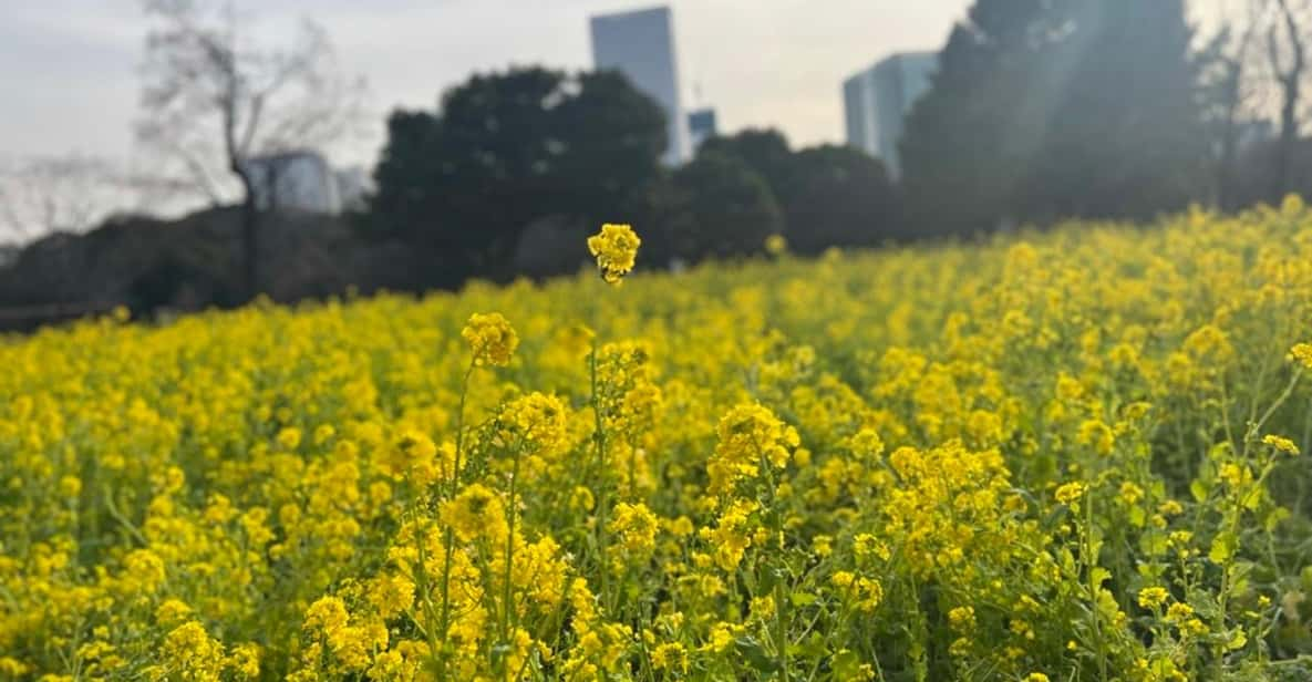 Hama Rikyu Gardens and Surroundings Guided Waking Tour - Activity Description