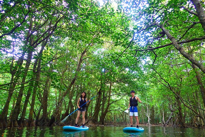 Iriomote Island, Okinawa - Canoeing Tour in a World Heritage Site - Cancellation Policy