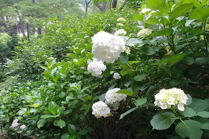 Kamakura and Eastern Kyoto With Lots of Temples and Shrines - Whats Included