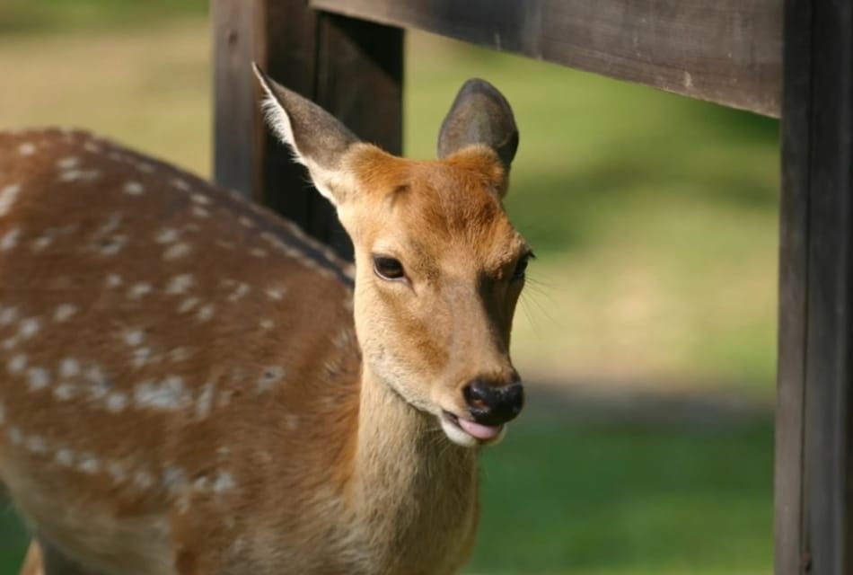 Kyoto and Nara Golden Route 1 Day Bus Tour From Kyoto - Itinerary