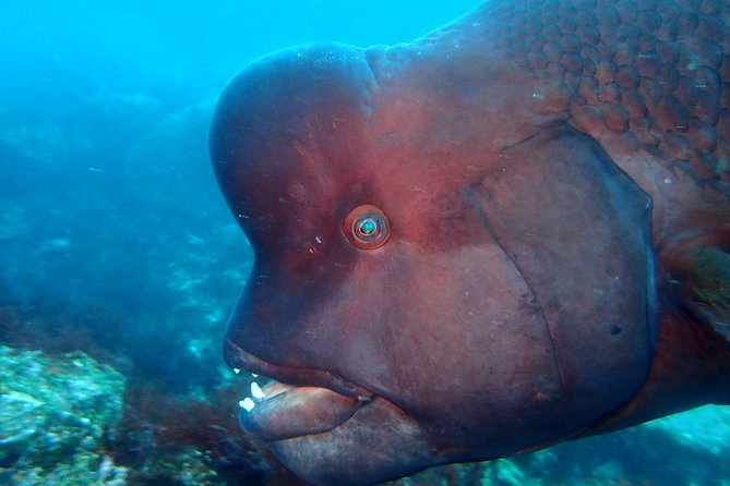 Lets Enjoy Scuba Diving in Izu Oceanic Park Izu Peninsula for Certificate Diver - Explore Marine Life and Scenery