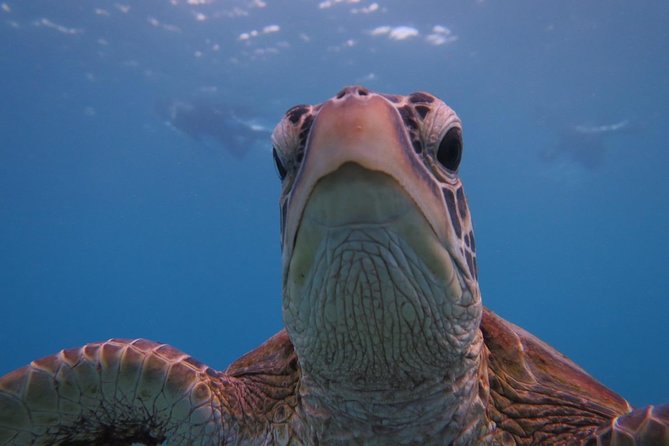 [Miyakojima Snorkel] Private Tour From 2 People Go to Meet Cute Sea Turtle - Tour Information