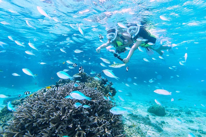 Miyakojima / Snorkel Tour to Enjoy Coral and Fish - Participant Guidelines