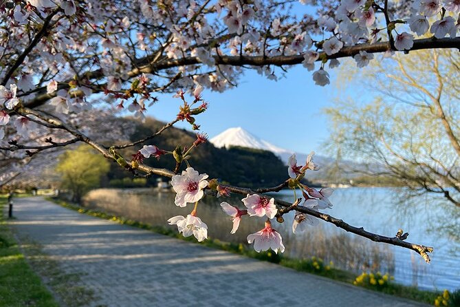 Mt Fuji Lakeshores Full-Day Bike Tour - Whats Included in the Tour