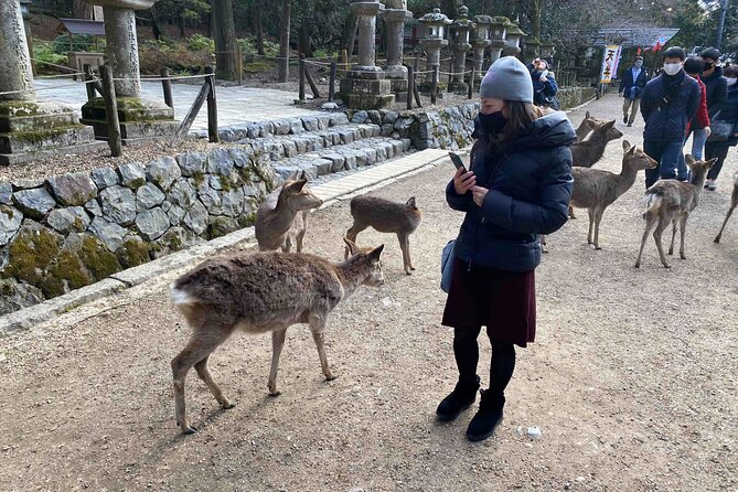 Nara Full-Day Private Tour - Kyoto Dep. With Licensed Guide - Logistics and Expectations