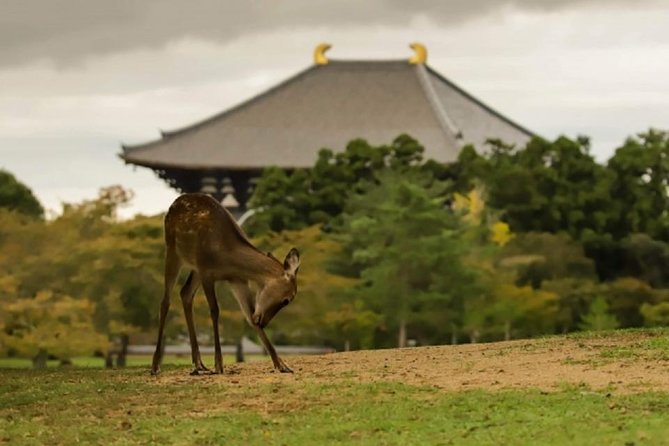 Nara Private Tour by Public Transportation From Kyoto - Inclusions and Highlights of the Tour