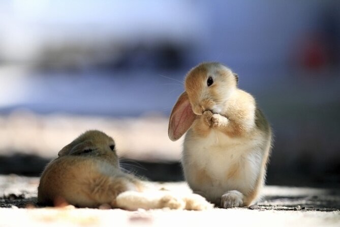 Private Full-Day Okunoshima and Hiroshima Sake Breweries Tour - Cancellation Policy