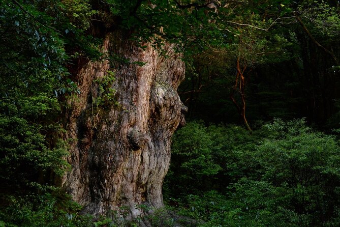 [Private Guide & Plan With Bento] Let's Walk in the Ancient Forest of Jomon Cedar, Thousands of Years Old! - Inclusions