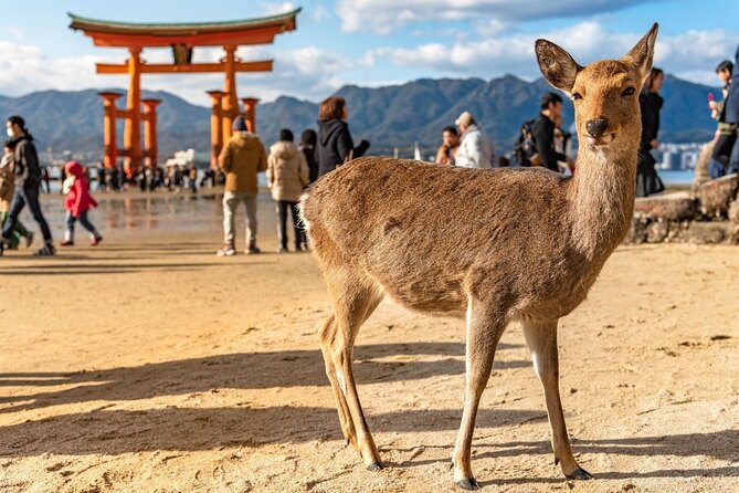 Private Hiroshima Tour With a Local, Highlights & Hidden Gems, 100% Personalised - Tour Inclusions