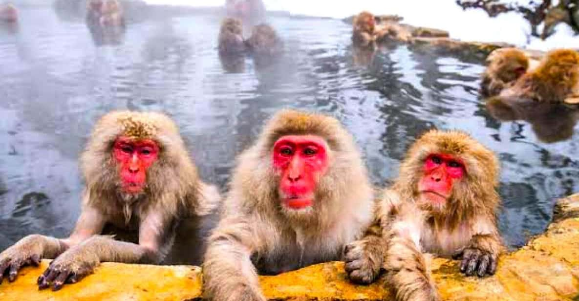 Private Snow Monkeys Zenkoji Temple Sightseeing Day Trip - Itinerary Highlights