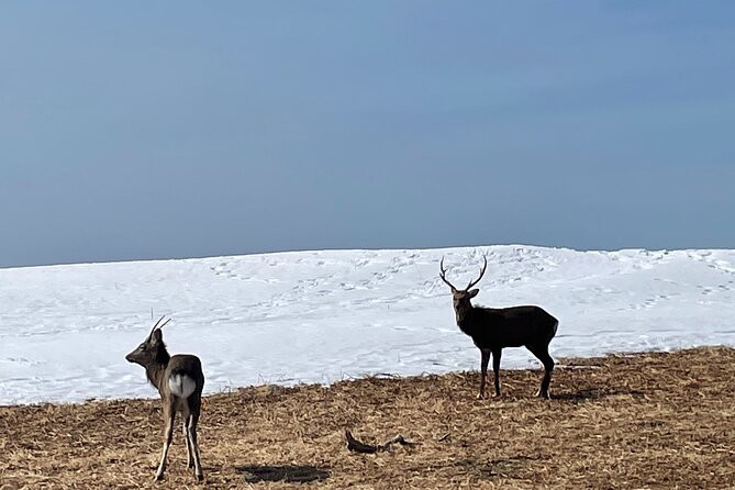 Private Snow Shoe Tour in Shiretoko National Park - Cancellation Policy