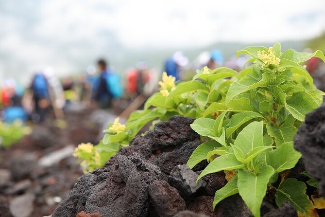 Private Trekking Experience up to 7th Station in Mt. Fuji - Participant Requirements