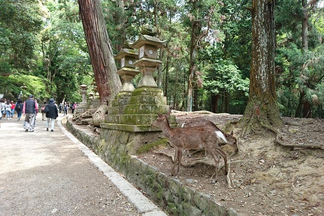 Relax in Nara: Deer Park, Todai-ji Temple and Merchants Town - Deer Park: Nature and Wildlife