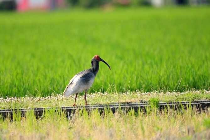 Sado Island Tour With Licensed Guide and Vehicle (Niigata Dep.) - Booking Information