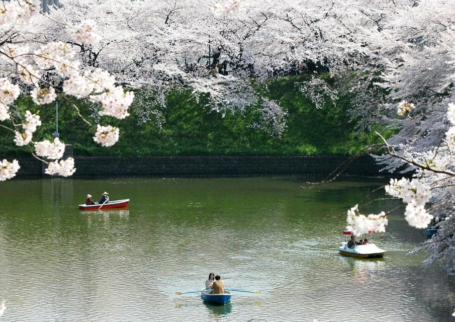 Sakura in Tokyo: Cherry Blossom Experience - Activity Description