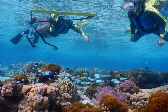 Sea Turtle Snorkel at Kerama Islands and Zamami Island - Snorkeling Equipment Provided