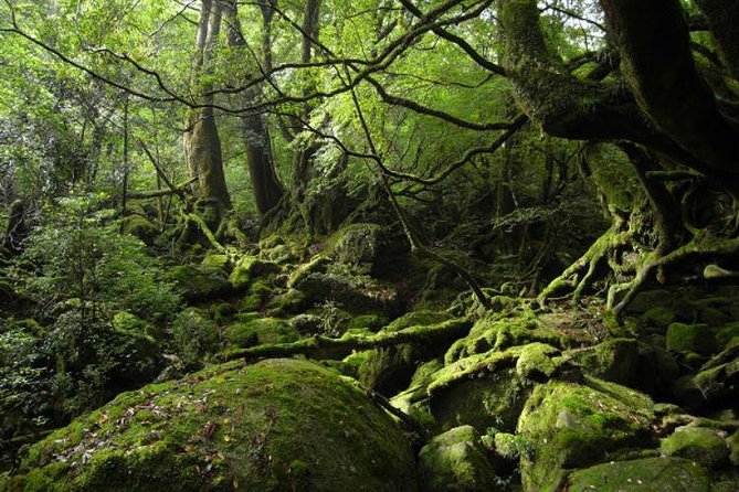 Shiratani-Unsuikyo Trekking Tour in Yakushima Island - Included Services and Amenities