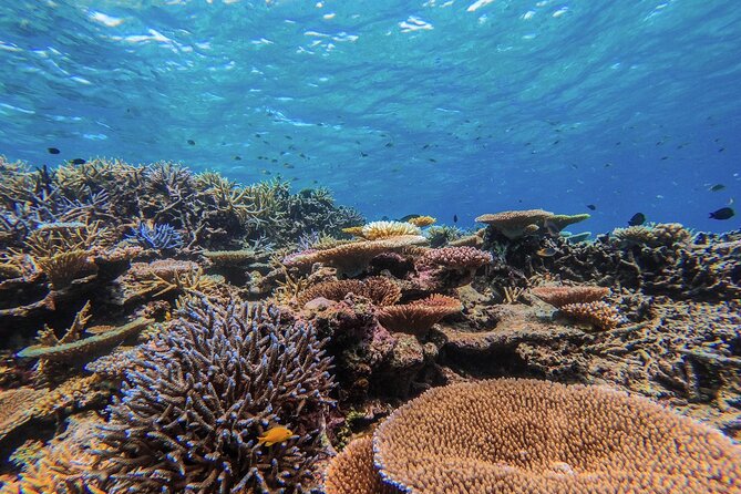 Snorkeling Tour at Coral Island in Iriomote, Okinawa - Snorkeling Experience