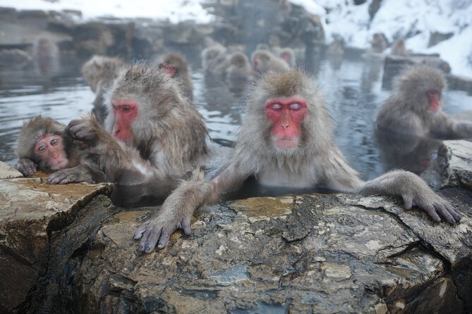 Snow Monkey Park & Miso Production Day Tour From Nagano - Booking and Confirmation Process