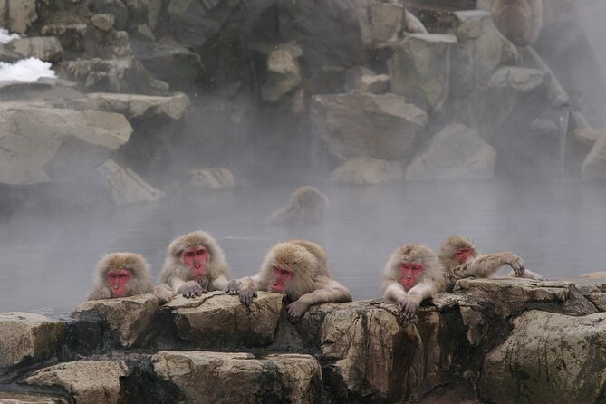 Snow Monkey Park & Miso Production Round Trip Day Tour From Tokyo - Itinerary Overview