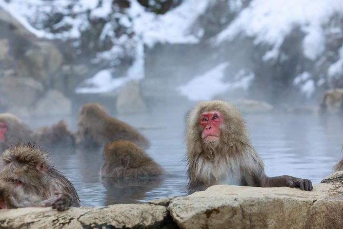 Snow Monkeys in the 'Jigokudani Yaen-koen' Park and Obuse Town - Visit Jigokudani Snow Monkey Park