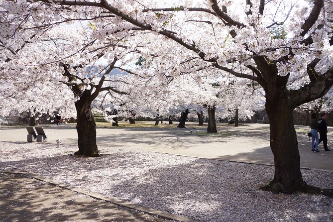 (Spring Only) 1-Day Snow Monkeys & Cherry Blossoms in Nagano Tour - Inclusions