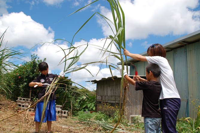 Sugarcane Cutting Experience With Okinawas Grandfather - Sugarcane Squeezing Demonstration