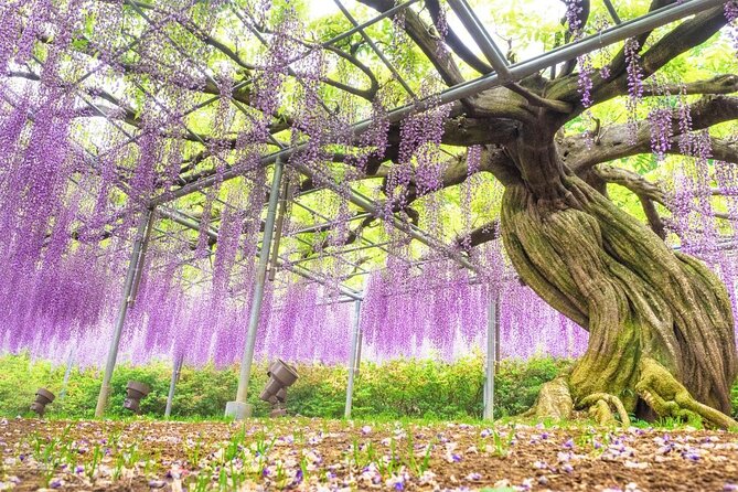 Watarase Keikoku Railway, Takatsudo Gorge,Illumination at Ashikaga Flower Park - Inclusions and Amenities