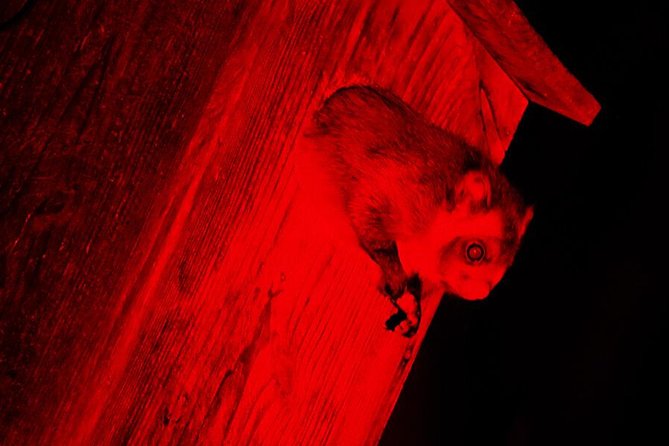 Wild Japanese Flying Squirrel Watching Tour in Nagano - Observing Squirrels in Habitat