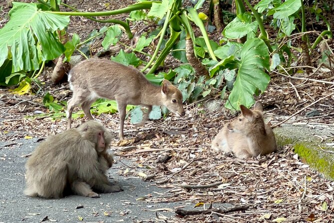 4 Hour Guided Cycling Experience in Yakushima - Activity Details