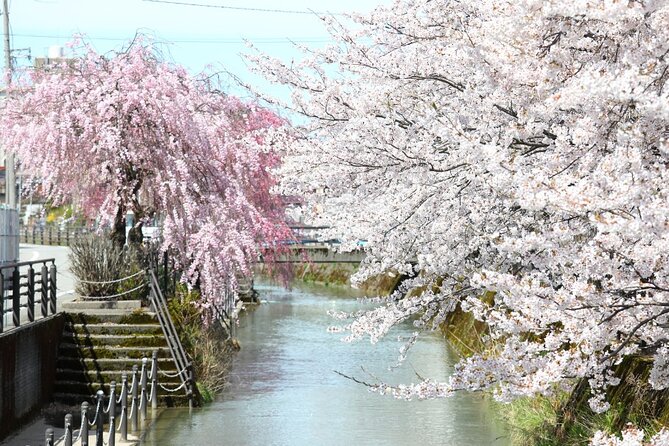 4 Hour Unique Kanazawa Cherry Blossom Sakura Private Experience - Expectations and Accessibility Features