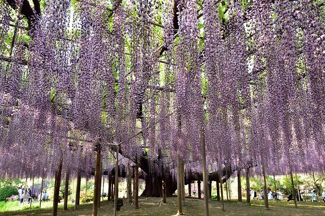 Ashikaga Flower Park Private Day Tour - Group Size Pricing