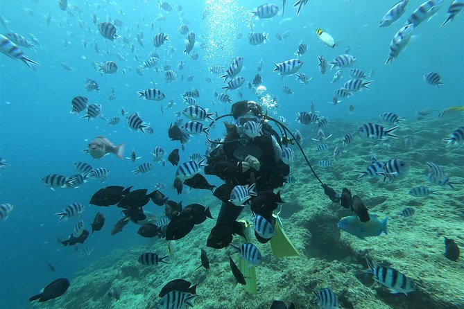 Blue Cave Experience Diving! [Okinawa Prefecture] Feeding & Photo Image Free! English, Chinese Guide - Important Details for Participants to Note