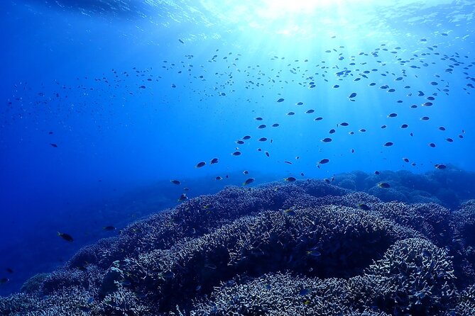 Boat Fundive 2Dives at Minna Isl or Sesoko , Okinawa - Participant Requirements