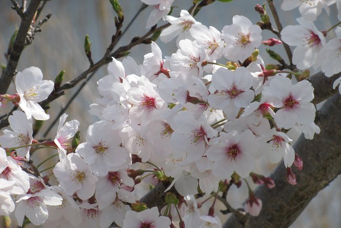 Cherry Blossom Highlights, Asakusa, Ueno & Meiji Shrine - Meiji Shrine Must-Sees