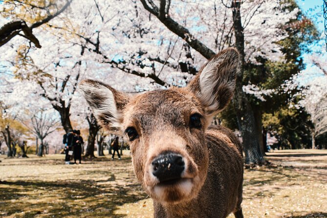 English Tour - Walk in Nara City - Additional Information